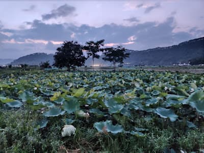 Forest-fringed hill lake in Kamjong district