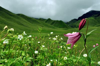 Shirui ridge during the lily bloom season