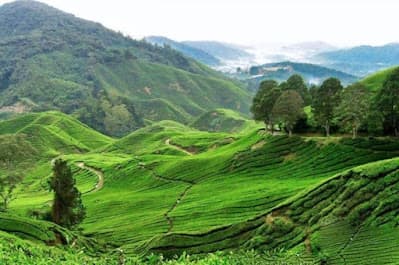 Open grassland on the summit ridge of Khayang Peak, Ukhrul