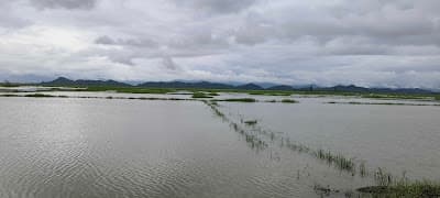 Reed-fringed shoreline of Ikop Pat in Thoubal district
