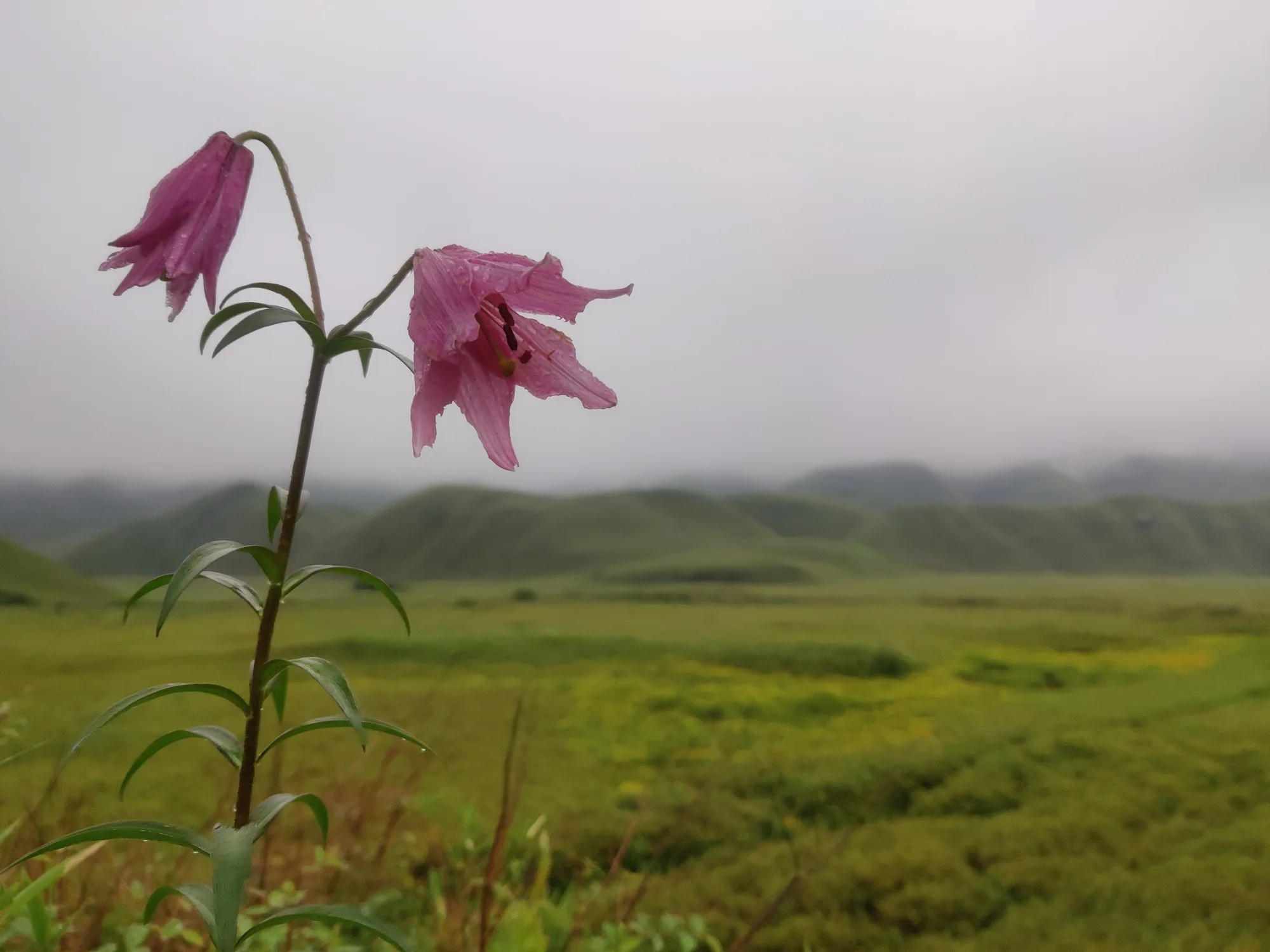 A pink lily in flower above the grass of Dzukou Valley, with mist lying along the ridge