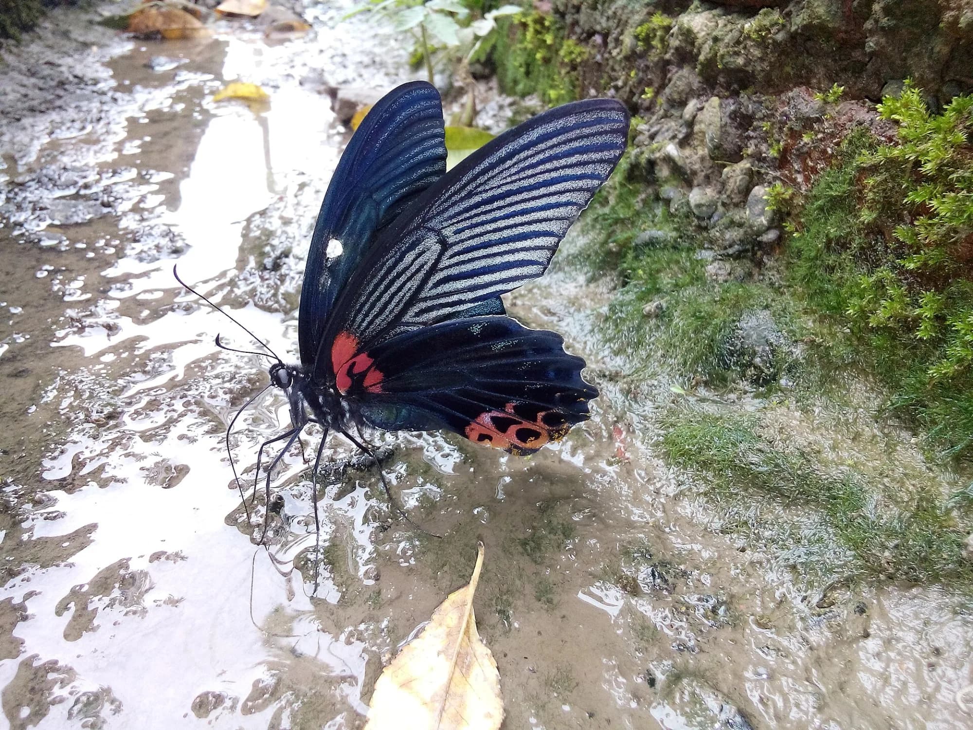 A large swallowtail butterfly resting on wet rock, one of the park's many insect species