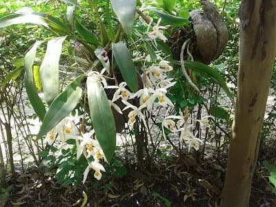 Close-up of a rare orchid species at the Khonghampat reserve