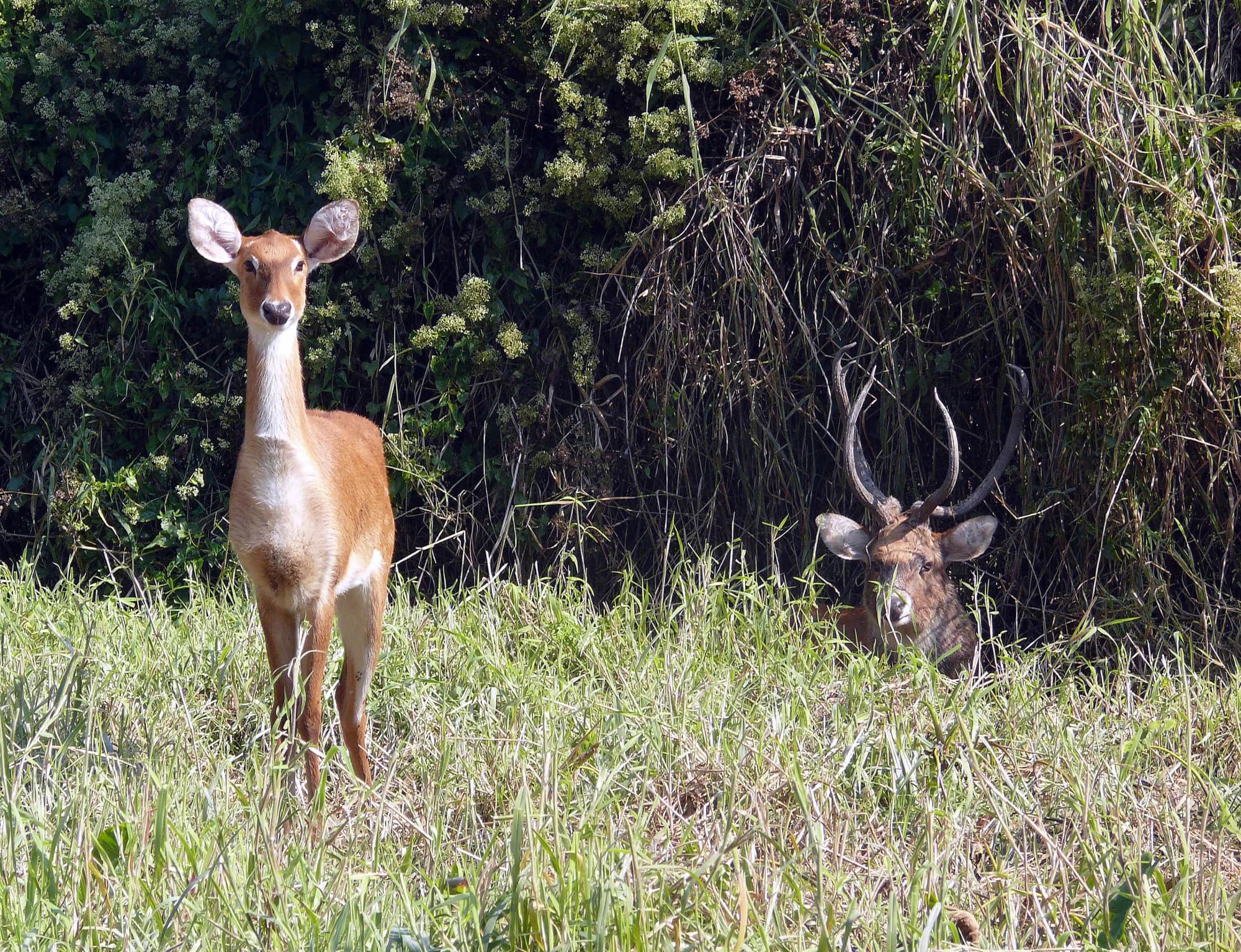 A pair of sangai, the brow-antlered deer, standing in the grassland of Keibul Lamjao