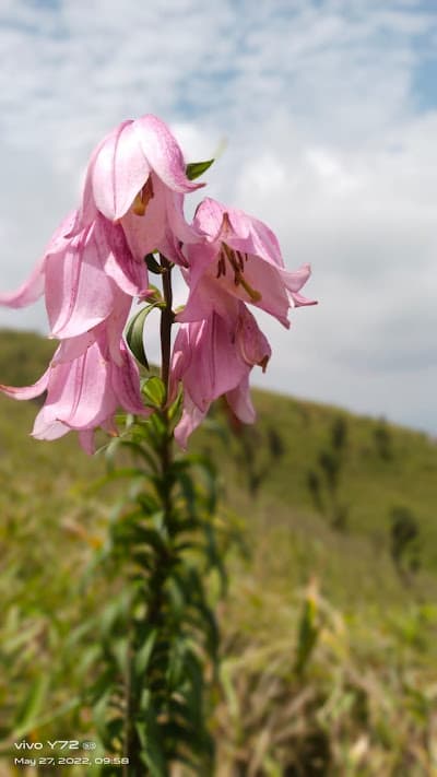 A stem of pale pink bell-shaped Shirui lilies in flower on an open grassy hillside under a bright sky