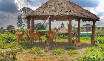 Sangai deer in the enclosure at Manipur Zoological Garden